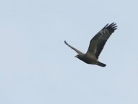 Honey Buzzard (Pernis apivorus) below Lepetimnos 130921 - cc Howard Vaughan.jpg