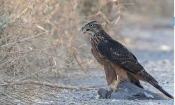 Juvenile Goshawk Lotzaria 170921 - cc Pia Lisa Dahl Schrader.JPG