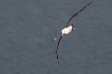 20210911 (56)_Black-browed_Albatross.JPG