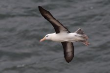 20210911 (120)_Black-browed_Albatross.JPG