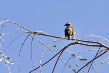 Chinese Bulbul.jpeg