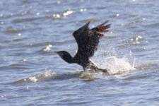 Great Cormorant (2).jpeg