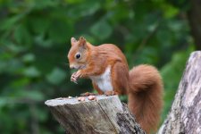 Red Squirrel (10).jpg