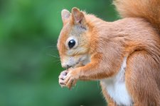 Red Squirrel (13).jpg