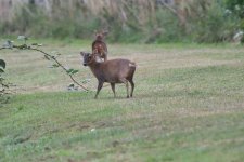 Muntjac.jpg