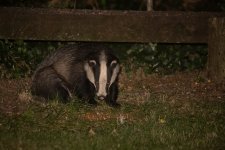 Badger (14).jpg