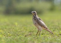 3 oct 21 tal white-eyed buzzard 1.jpg