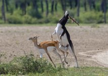 2 oct 21 tal blackbuck 1.jpg