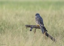 3 oct 21 tal montagues harrier male 1.jpg