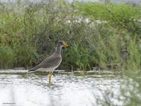 3 oct 21 tal grey-headed lapwingg 3.jpg