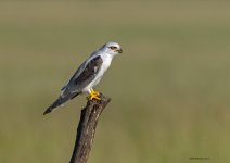 3 oct 21 tal black-winged kite 1.jpg