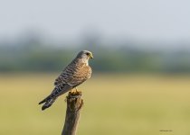 3 oct 21 tal lesser kestrel 1.jpg