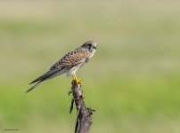 3 oct 21 tal common kestrel 2.jpg