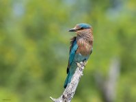 2 oct 21 tal indian roller 1.jpg