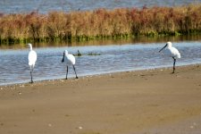 Eurasian Spoonbill w- Great Egret.jpeg