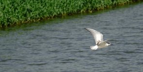 DSC02332 Whiskered Tern @ San Tin bf.jpg