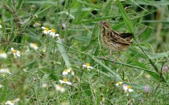 DSC02756 Chestnut-eared Bunting @ San Tin bf.jpg