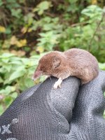 Pygmy Shrew (2).jpg