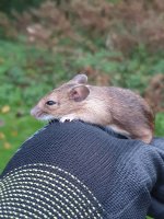 Wood Mouse.jpg