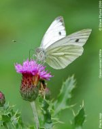 green-veined-white.jpg