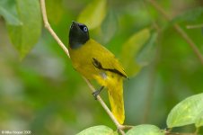 blackHeadedBulbul_X0165_15l.jpg