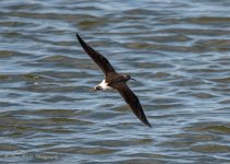 Green Sandpiper.jpg