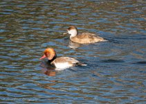 Red-crested Pochard.jpg