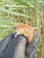 Harvest Mouse.JPG