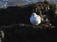 Sanderling.jpg