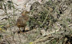 IMG_9169 Yellow-legged Buttonquail @ San Tin bf.jpg