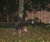 s_Badger and Muntjac.jpg