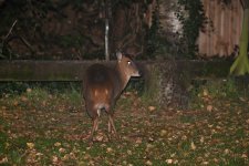 s_Muntjac (4).jpg