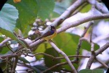 DSC06977 BROWN-THROATED SUNBIRD.jpg