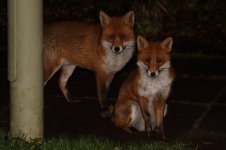 20211203 (1)_Red_Fox.JPG