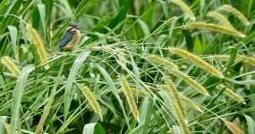 IMG_9264 Common Kingfisher @ San Tin bf.jpg