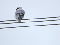 IMG_9256 Black-shouldered Kite @ San Tin bf.jpg