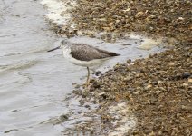 IMG_9272 Common Greenshank @ San Tin bf.jpg