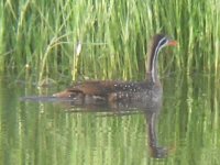 African Finfoot.JPG