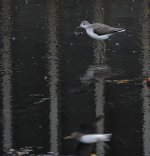 DSC00683 Common Greenshank  @ San Tin bf.jpg