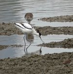 DSC00711 Ruff @ San Tin bf.jpg