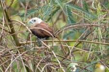 DSC00700 White-headed Munia @ San Tin bf.jpg