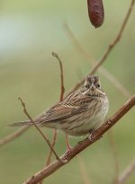 DSC00733 Black-faced Bunting @ San Tin bf.jpg