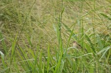 DSC00884 Manchurian Reed Warbler @ San Tin bf.jpg