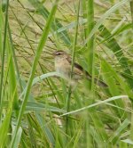 DSC00884 Manchurian Reed Warbler crop @  San Tin bf.jpg