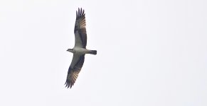 DSC00831 Osprey @ San Tin bf.jpg