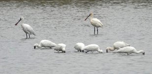 DSC00835 Black-faced & Eurasian Spoonbills @ San Tin bf.jpg