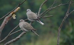 DSC00807 Collared Doves @ San Tin bf.jpg