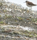 DSC00833 Long-toed Stint @ San Tin bf.jpg