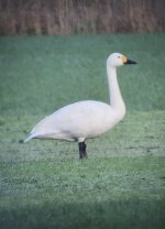 Bewick's Swan.jpg