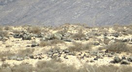 houbara_bustards_10jan22_1366w_1504.jpg